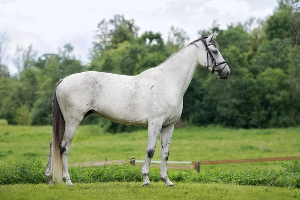 Beau cheval posant en plein air en été — Photo