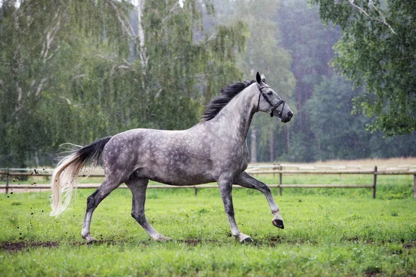 Belo cavalo cinza correndo na chuva — Fotografia de Stock
