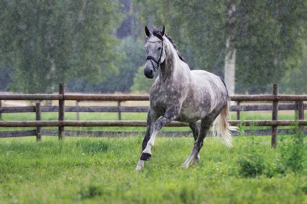 Beau cheval gris courant sous la pluie — Photo