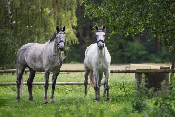 Deux beaux chevaux à l'extérieur — Photo