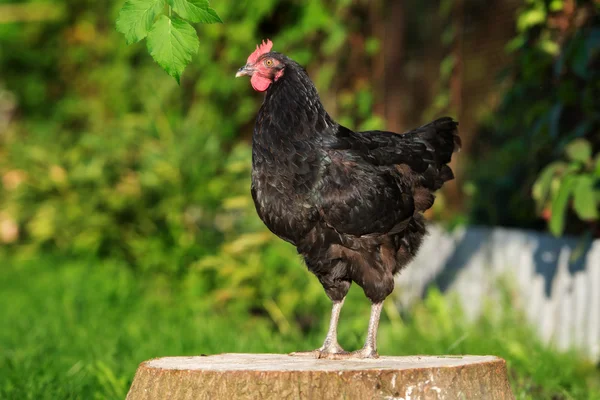 Fiatal fekete csirke szabadban — Stock Fotó