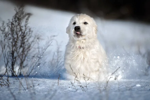 Happy Golden Retriever Puppy Running Outdoors Winter Snow — Stock Photo, Image