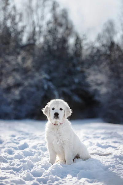 Golden Retriever Κουτάβι Κάθεται Στο Δάσος Χειμώνα Στο Χιόνι — Φωτογραφία Αρχείου