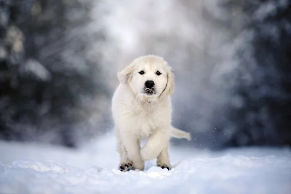 雪の中冬に屋外で走る幸せな黄金のリトリーバー子犬 — ストック写真