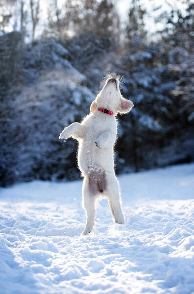 Happy golden retriever puppy jumping up in the snow in winter