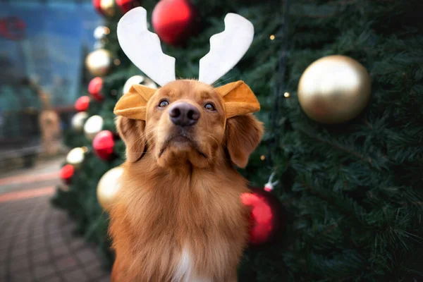 Śmieszne Pies Retriever Noszenie Poroża Pozowanie Przed Choinką — Zdjęcie stockowe