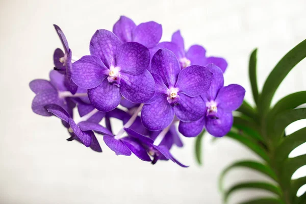 Purple Vanda Orchid Flowers Close — Stock Photo, Image