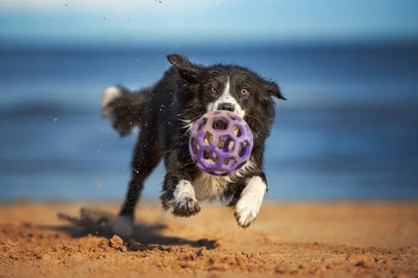 ボーダー コリー ドッグがビーチでおもちゃのボールと遊んで — ストック写真