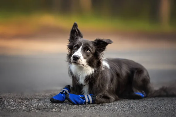 border collie dog lying down in blue dog bootsoutdoors