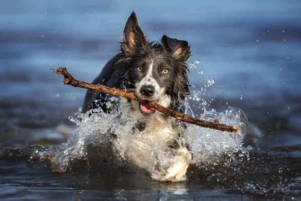 Happy Border Collie Dog Fetching Stick Out Water — Stock Photo, Image