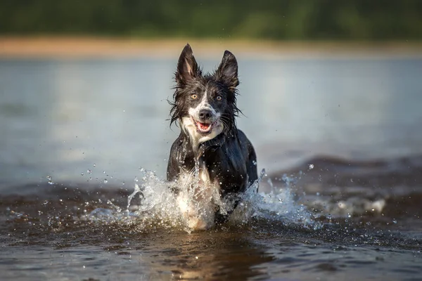 Funny Border Collie Dog Running River — Stock Photo, Image