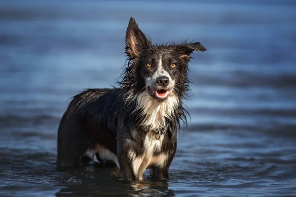 夏に水の中に立つ幸せなウェットボーダーコリー犬 — ストック写真