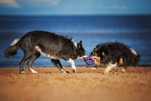 Twee Gelukkige Honden Spelen Sleepboot Van Oorlog Het Strand Met — Stockfoto