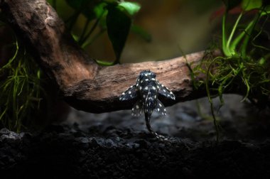  Hypancistrus L201, tatlı su akvaryumu balığı.
