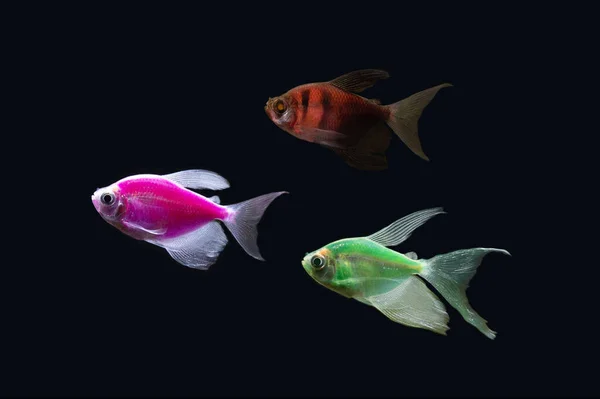 Tres Peces Glo Tetra Sobre Fondo Oscuro Diferentes Colores Brillantes — Foto de Stock