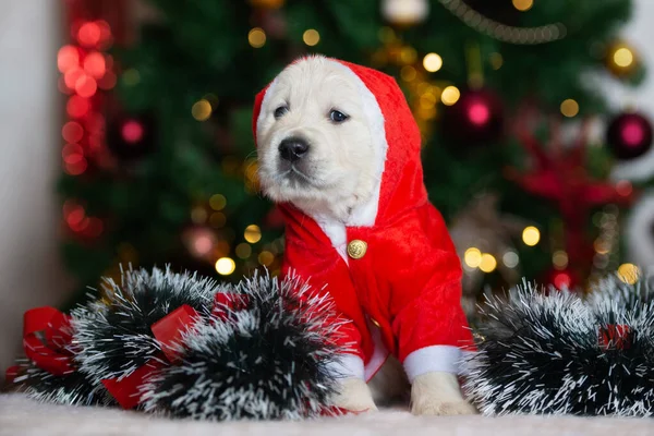 Retrato Cachorro Golden Retriever Para Natal Dentro Casa — Fotografia de Stock