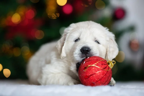 Golden Retriever Retrato Cachorro Para Navidad Interiores — Foto de Stock