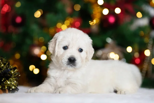 Retrato Cachorro Golden Retriever Para Natal Dentro Casa — Fotografia de Stock