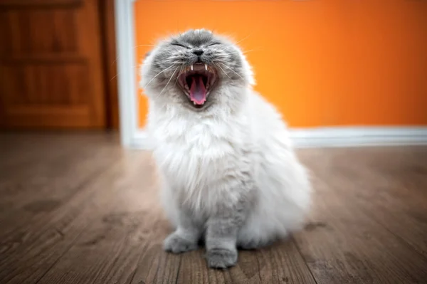 Lustige Flauschige Katze Sitzt Gähnend Auf Dem Boden Und Zeigt — Stockfoto