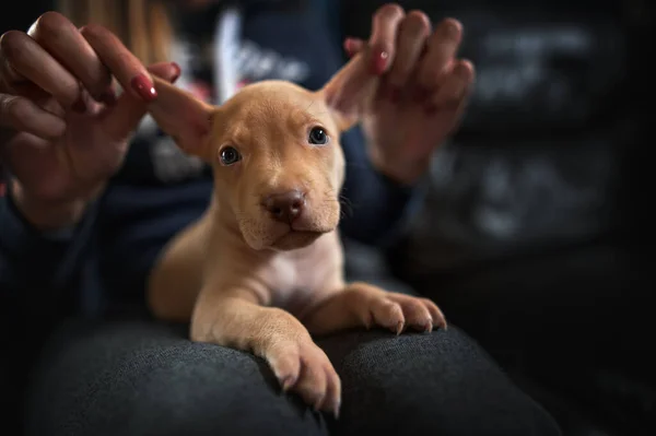 Drôle Pit Bull Terrier Chiot Couché Dans Les Propriétaires Genoux — Photo