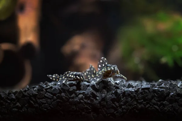 Dos Peces Hipancistrus Agua Dulce Bola Nieve Pleco L201 — Foto de Stock