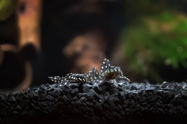 Zwei Süßwasser Hypancistrus Fische Schneeball Pleco L201 lizenzfreie Stockfotos