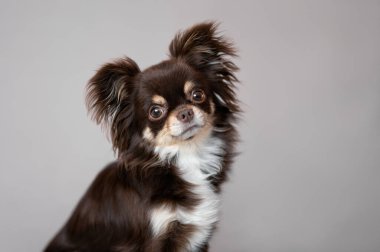 Kahverengi uzun saçlı chihuahua köpek portresi