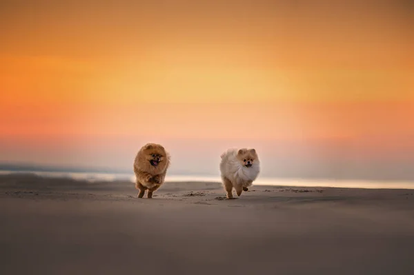 Zwei Glückliche Pommersche Spitzhunde Die Bei Sonnenuntergang Strand Laufen — Stockfoto