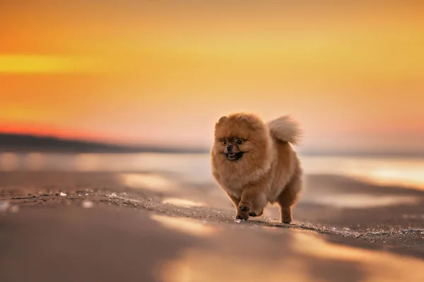 Glücklich Roter Pommernspitzhund Der Bei Sonnenuntergang Strand Spazieren Geht — Stockfoto