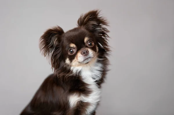 Kahverengi Uzun Saçlı Chihuahua Köpek Portresi — Stok fotoğraf