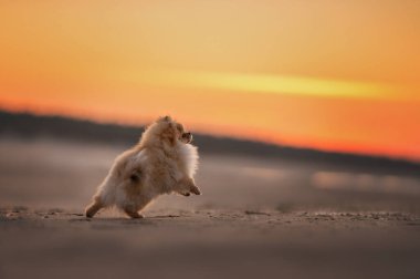 Gün batımında sahilde neşeli Pomeranya köpekleri