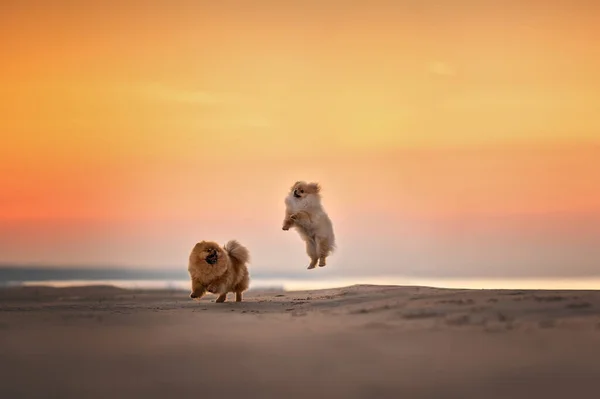 Dwa Szczęśliwe Pomeranian Spitz Psy Bawiące Się Razem Plaży Zachodzie — Zdjęcie stockowe