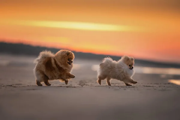 Twee Pomeranian Spitz Honden Spelen Het Strand Bij Zonsondergang — Stockfoto
