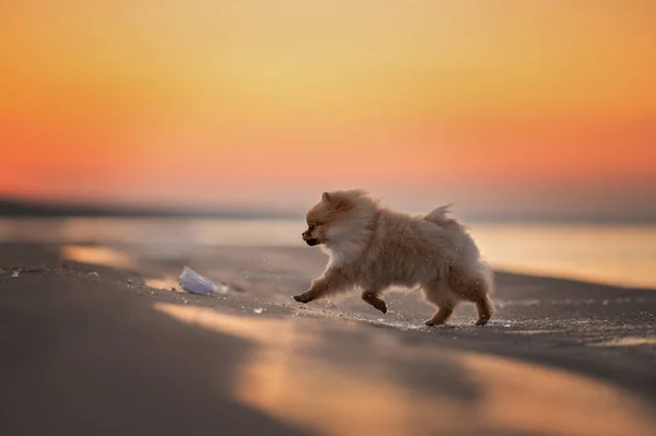 Vermelho Pomeranian Spitz Filhote Cachorro Correndo Praia Pôr Sol — Fotografia de Stock