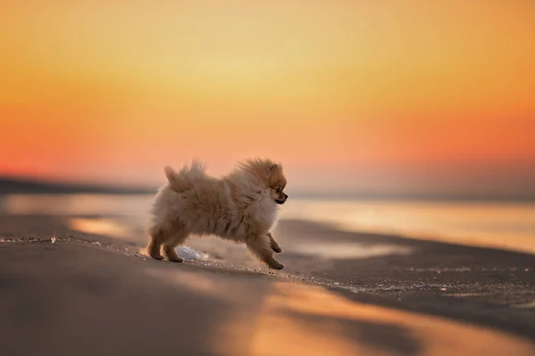 Pommerska Spitz Valp Som Springer Stranden Vid Solnedgången — Stockfoto