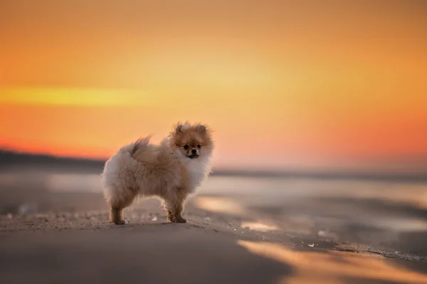 Červená Pomeranian Spitz Štěně Stojící Pláži Při Západu Slunce — Stock fotografie