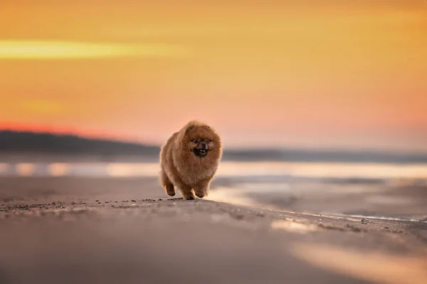 Röd Pommerska Spitz Hund Promenader Stranden Vid Solnedgången — Stockfoto