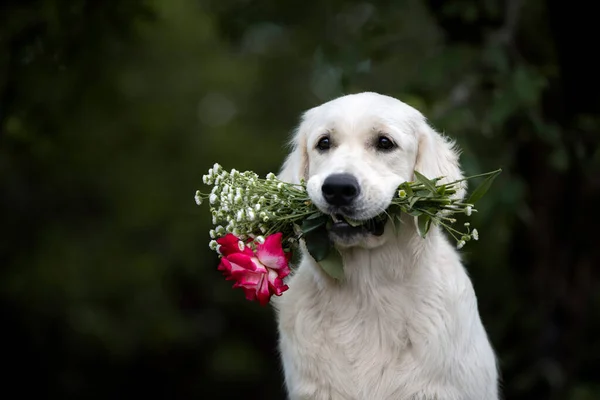 Golden Retriever Perro Sosteniendo Flores Ramo Boca Aire Libre — Foto de Stock