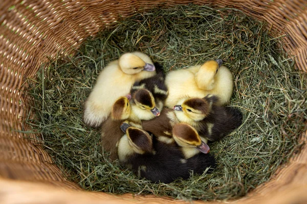 一群小鸭在篮子里 闭合上视图 — 图库照片