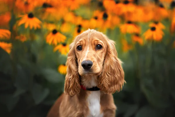 英国科克猎狗在夏天的肖像画 背景上开满了鲜花 — 图库照片