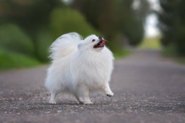 Beyaz mutlu Pomeranya köpekleri parkta yürüyor.