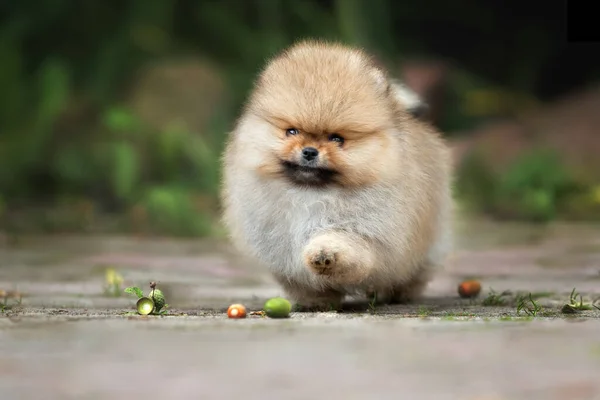 Pomeranian Spitz Puppy Wandelen Buiten — Stockfoto