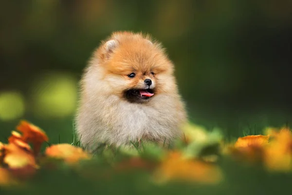Küçük Pomeranya Köpek Yavrusu Çimlerin Üzerinde Oturuyor — Stok fotoğraf