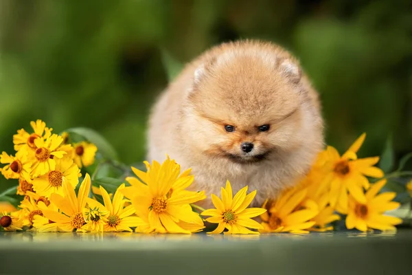 Puszysty Pomeranian Spitz Szczeniak Portret Żółtymi Kwiatami — Zdjęcie stockowe