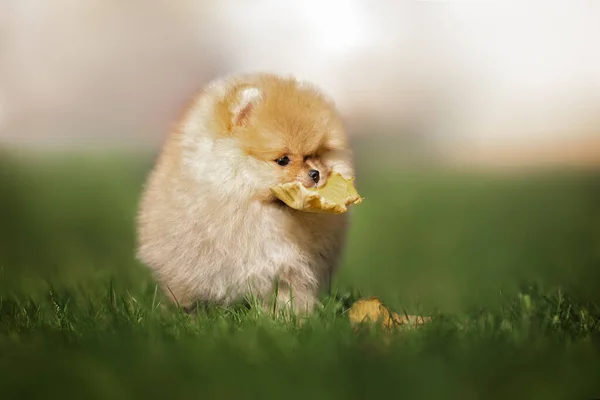 Engraçado Pomeranian Spitz Cachorro Brincando Com Uma Folha Outono Caído — Fotografia de Stock