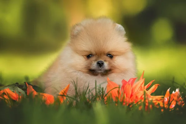 Mały Pomeranian Szczeniak Spitz Leżący Trawie Lecie — Zdjęcie stockowe