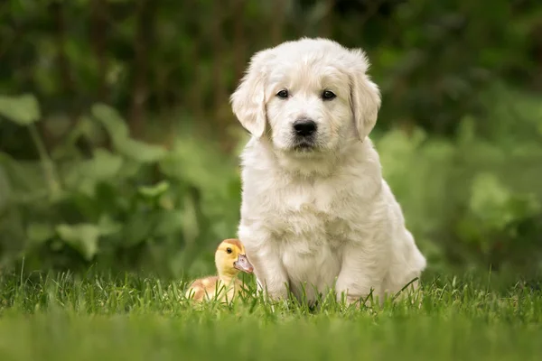 Golden Retriever Köpeği Otların Üzerinde Ördek Yavrusuyla Poz Veriyor — Stok fotoğraf