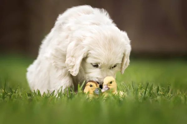 Golden Retriever Köpeği Çimlerde Ördek Yavrusu Kokluyor — Stok fotoğraf