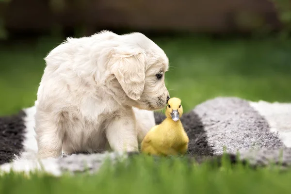 황금빛 리트리버 강아지는 여름에 옥외에서 새끼를 냄새맡는다 — 스톡 사진