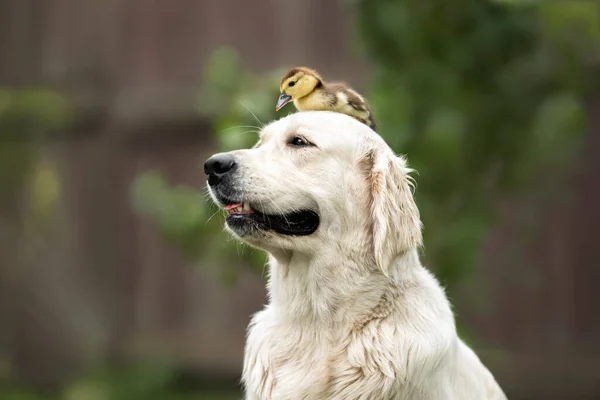 Golden Retriever Köpeği Kafasında Ördek Yavrusuyla Poz Veriyor — Stok fotoğraf